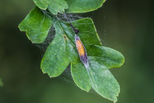 Yponomeuta sp.